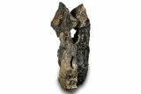 Bargain, Fossil Dinosaur Vertebra - Montana #316931-2
